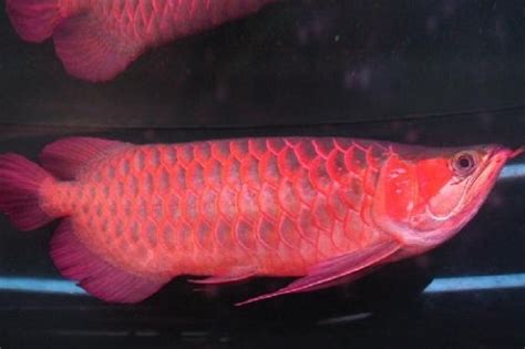 紅龍 魚|紅龍魚 飼養方法 品種介紹